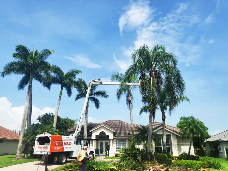 Florida Hurricane Tree Services - Storm Preparation & Damage Prevention | Expert Tree Services, Palm Trimming, & Tree Care in Lake Worth & Palm Beach County | Professional storm preparation protects your trees and property during hurricane season. Tree Maid's hurricane preparation services reduce storm damage risks throughout Palm Beach County. Tree Service https://www.treemaid.com Florida Hurricane Tree Services - Storm Preparation & Damage Prevention | Expert Tree Services, Palm Trimming, & Tree Care in Lake Worth & Palm Beach County | Tree Service | Professional storm preparation protects your trees and property during hurricane season. Tree Maid's hurricane preparation services reduce storm damage risks throughout Palm Beach County. |%org_url%