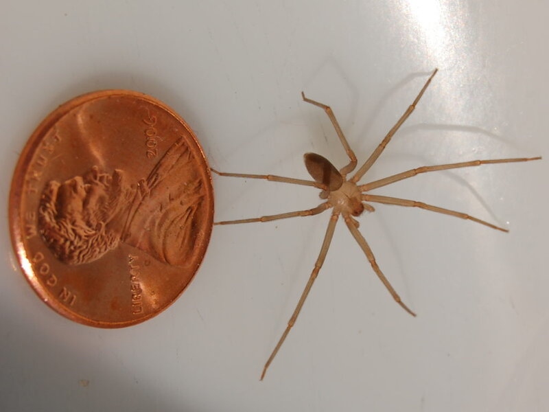 Brown Recluse Spider