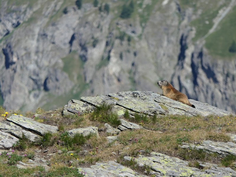 Ein Murmeltier auf einem Felsen im Oberengadin.