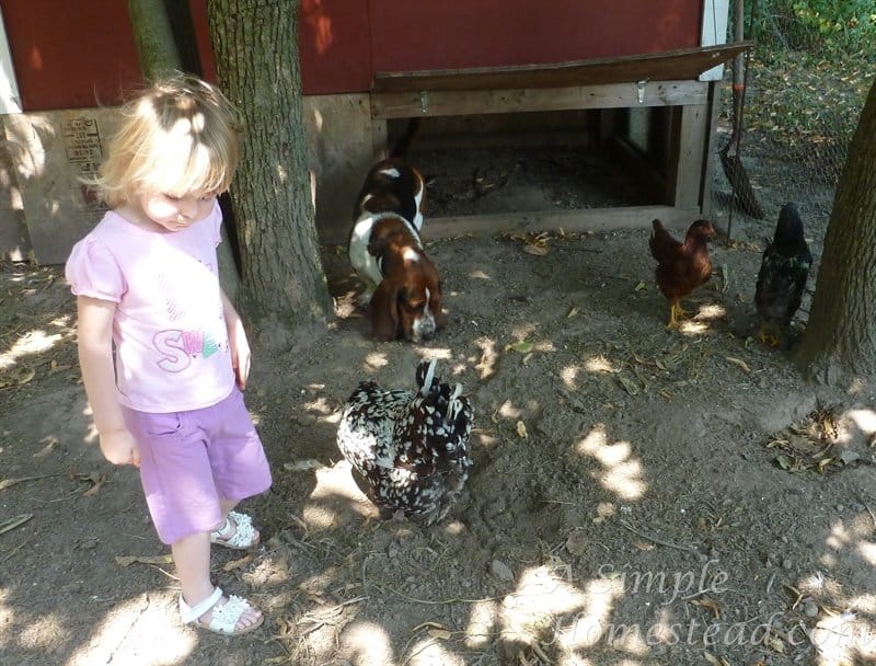 Little Chick, Finley in the chicken yard