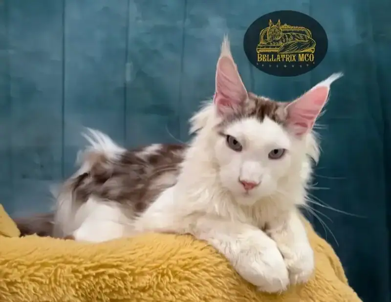 Young, white maine coon cat with brown markings looking straight into the camera.