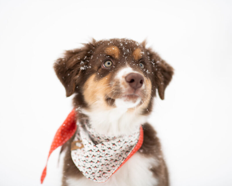 Dog in snow