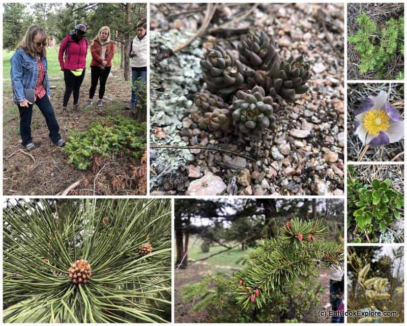 Nature Walk with Amy at the campfire Sundance Trail Dude Ranch