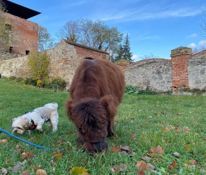 Gemütliche Hunde auf dem Wellnesshof RaJa, umgeben von alten Gemäuern und Natur, perfekt für einen erholsamen Aufenthalt mit Hund.