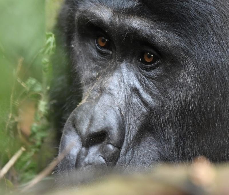 How Much Does a Gorilla Safari Trekking Start