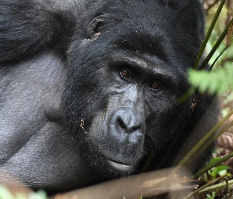 Uganda Gorilla Trekking