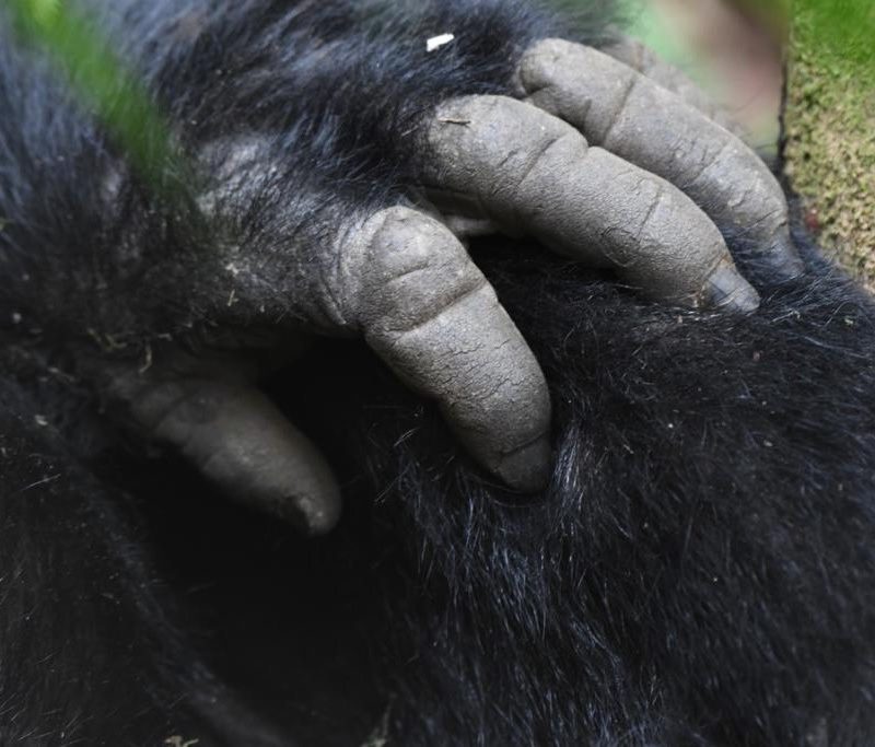 Gorilla trekking