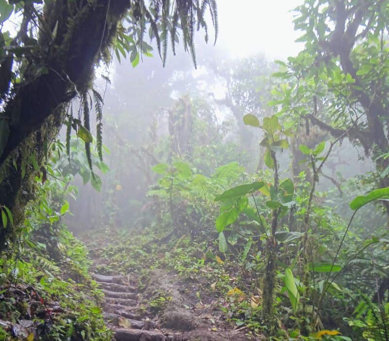 cloud forest in La Cumbre Ixtepeji nature preserve in oaxaca mexico
