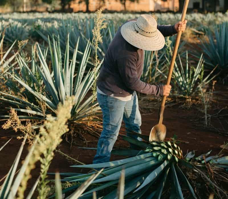 man harvesting agave plants to make mezcal in oaxaca mexico