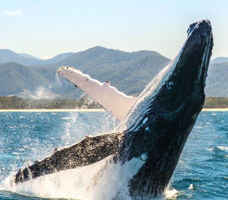 whale breaching in huatulco mexico, oaxaca state
