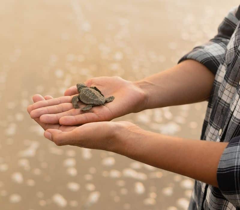 woman holding baby turtle for release in oaxaca mexico