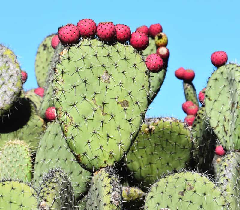 tuna fruit AKA prickly pear cactus, fruit that comes from the cactus