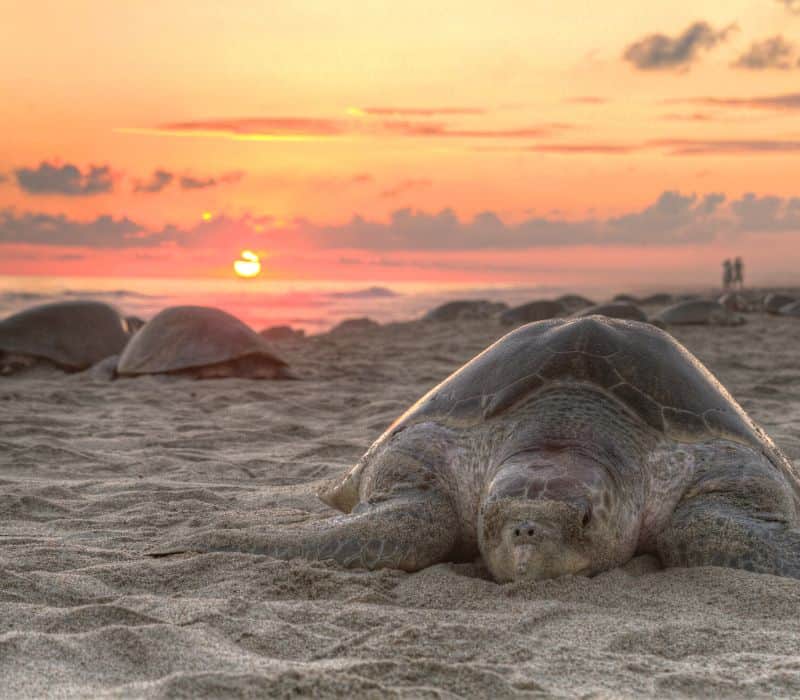La Arribada (the Arrival) is an event where hundreds of turtles come to the La Escobilla Sanctuary in Mazunte Mexico to lay eggs on the beach