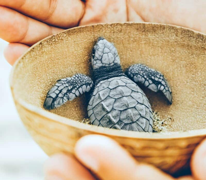 someone holding a cup with a baby turtle in it, this is one of the best things to do in puerto escondido mexico