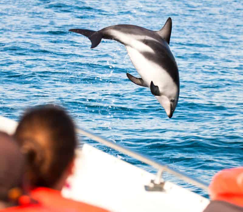 dolphin doing a flip in the air while people watch from the boat