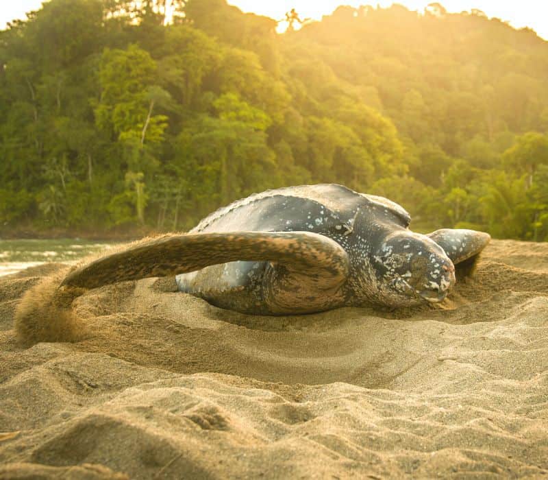 sea turtle laying eggs on the beach in puerto escondido, mexico (Playa La Escobilla Mexico)