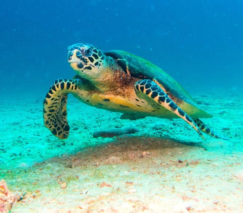 turtle swimming in the sea