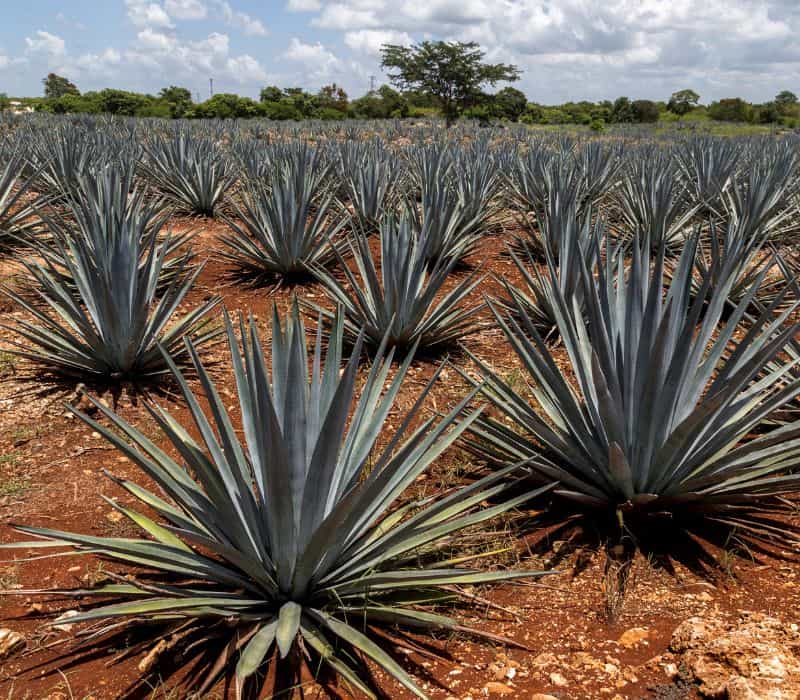 agave plant for mezcal in oaxaca mexico