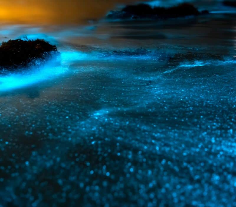 bioluminescent plankton making the lagoon glow during the night