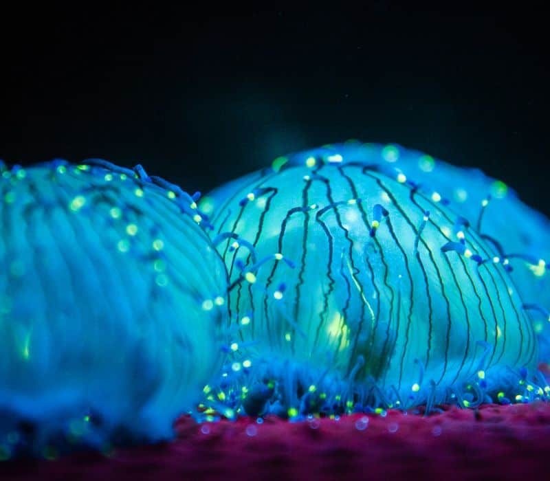 close up of the glowing planktons