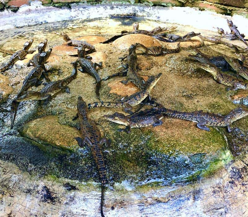 baby crocodiles in a zoo