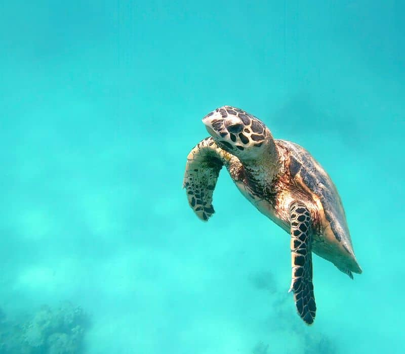 turtle swimming in Oaxaca ocean