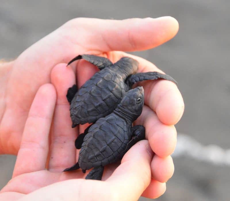 baby turtles being held