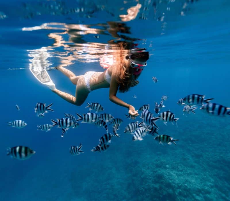 woman in white bikini snorkeling with tropical fish