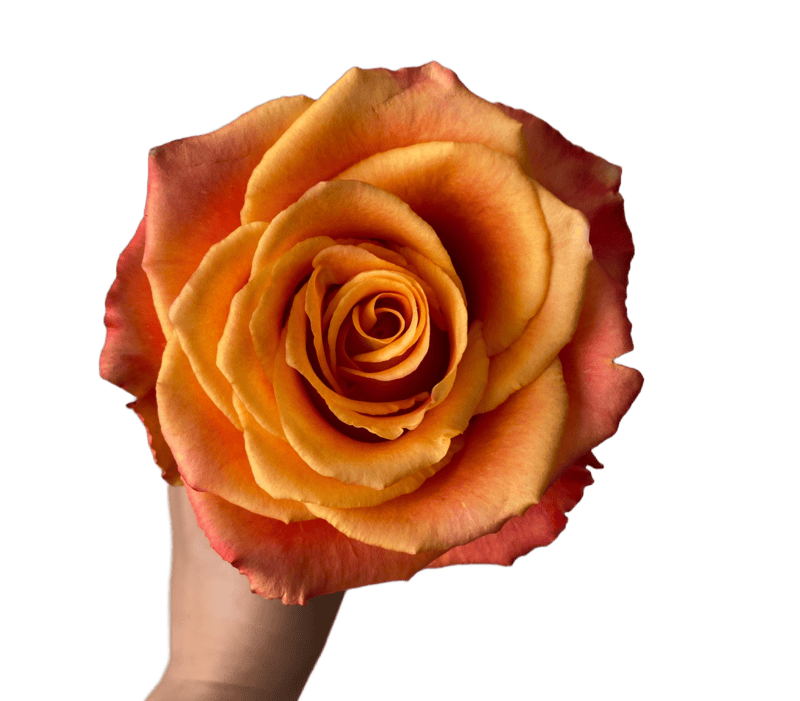 Silantoi