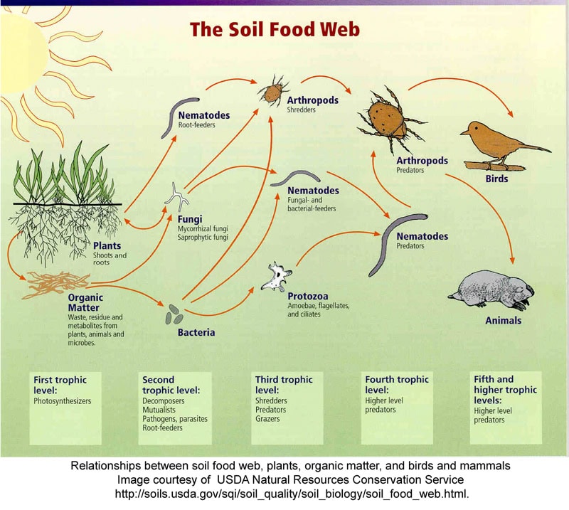 soil-food-web