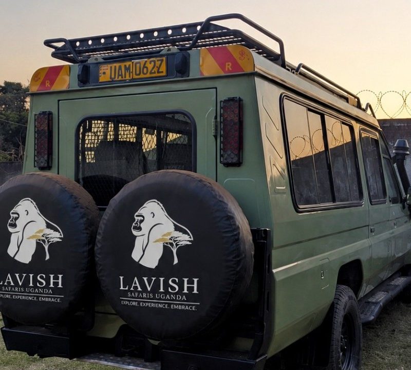 How Much Does Gorilla Trekking in Uganda Cost