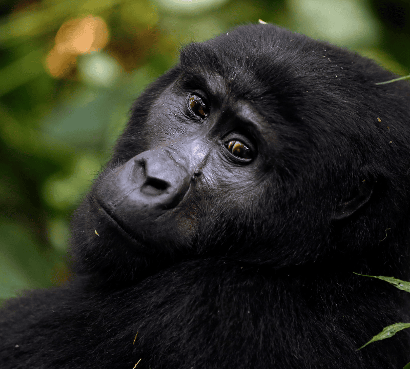 Mountain gorilla trekking