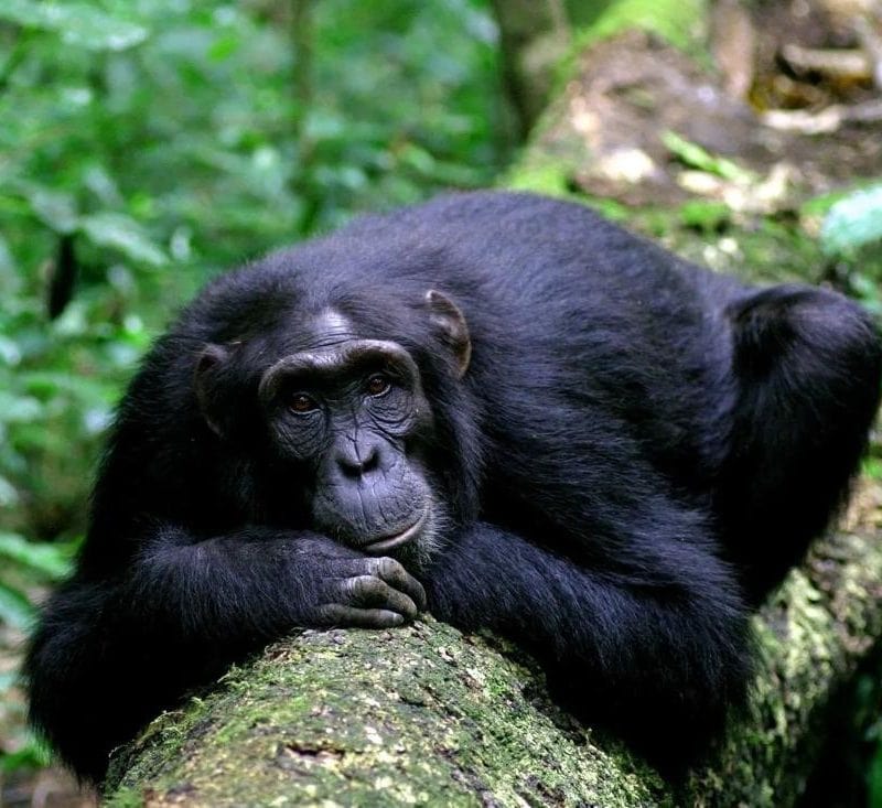 Where Is the Best Chimpanzee Trekking in Uganda