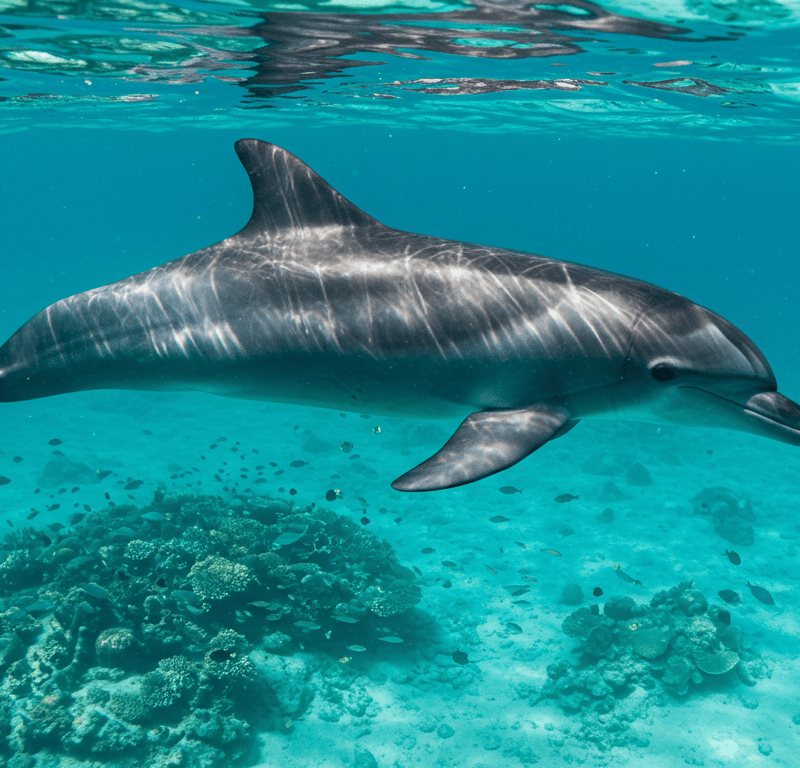 Dolphin House Snorkeling Trip – Full-Day, Hurghada