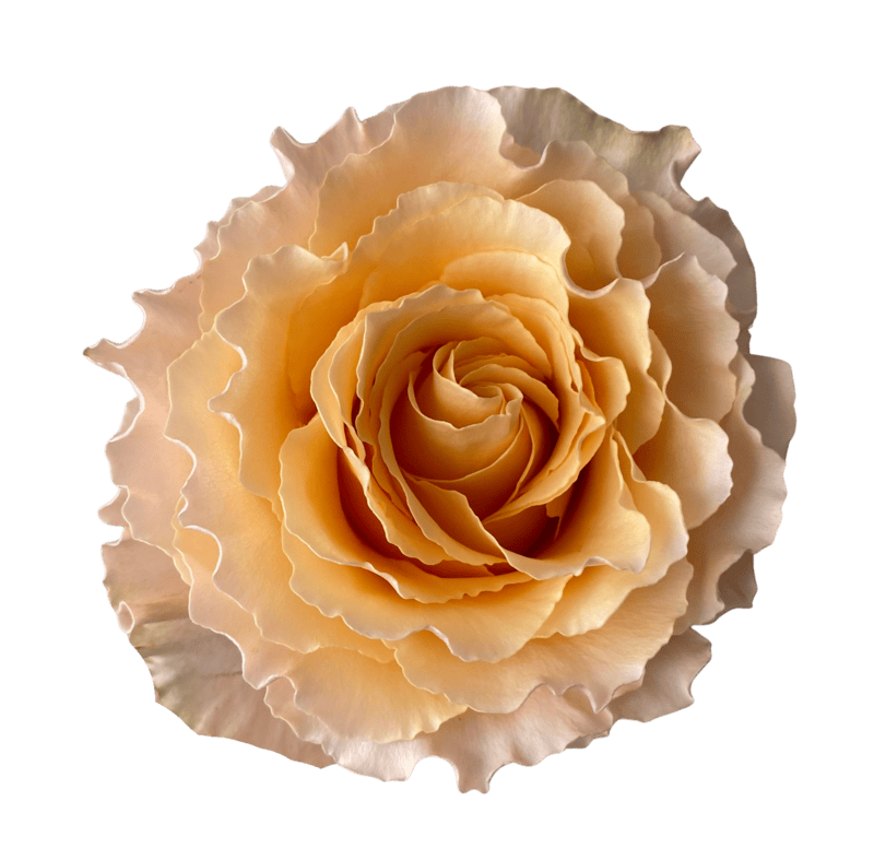 Campanella Peach