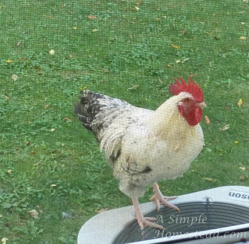 our last rooster