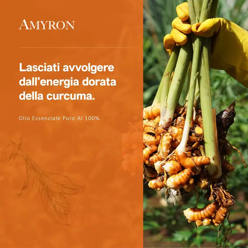 Rizomi freschi di Curcuma longa raccolti per la produzione dell’olio essenziale