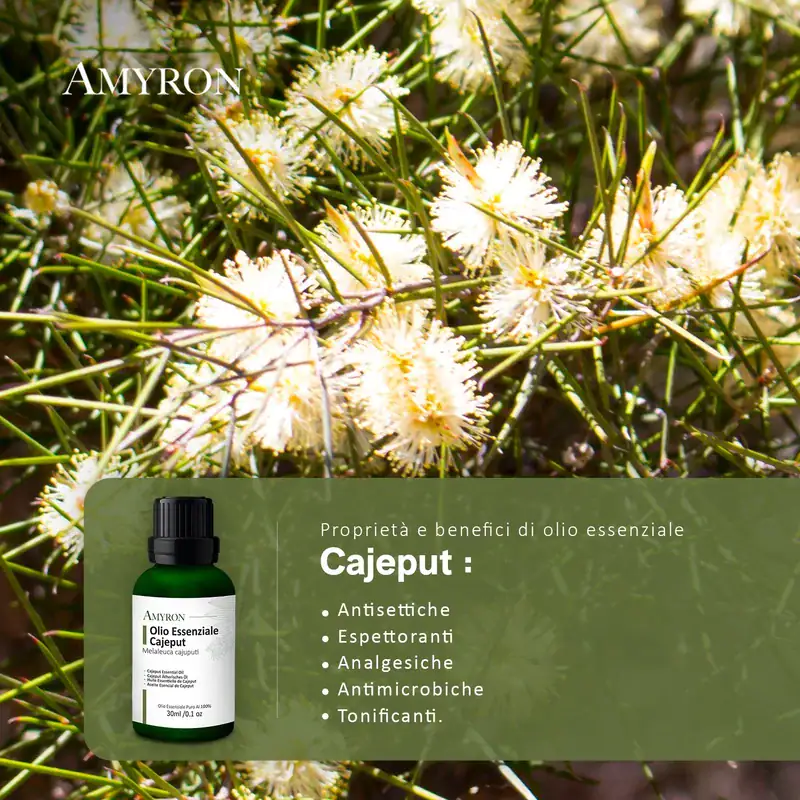 Proprietà e benefici dell’olio essenziale di cajeput Amyron: antisettiche, espettoranti, analgesiche, antimicrobiche e tonificanti