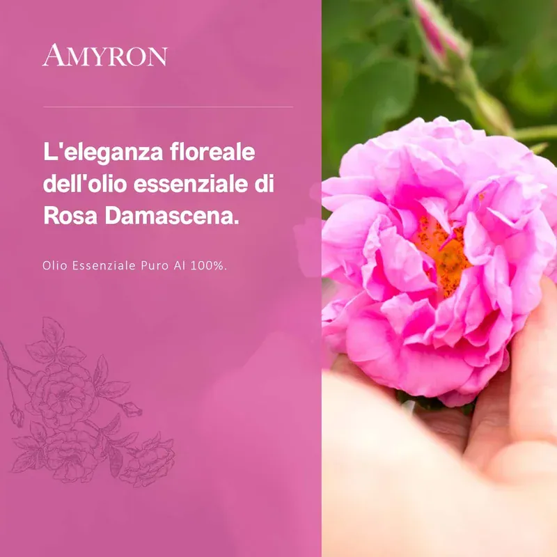 Olio di Rosa Damascena puro e naturale AMYRON, essenza floreale ottenuta dai fiori di Rosa damascena