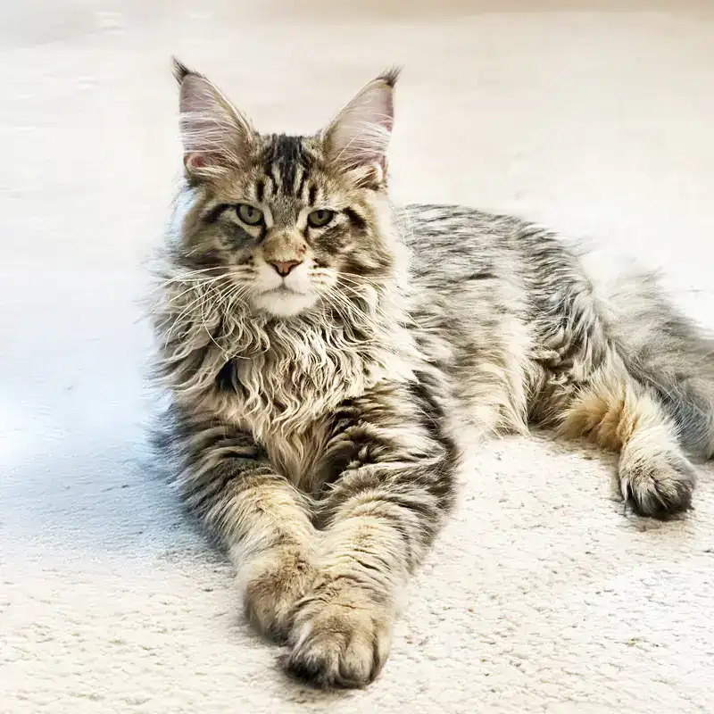 Tzar