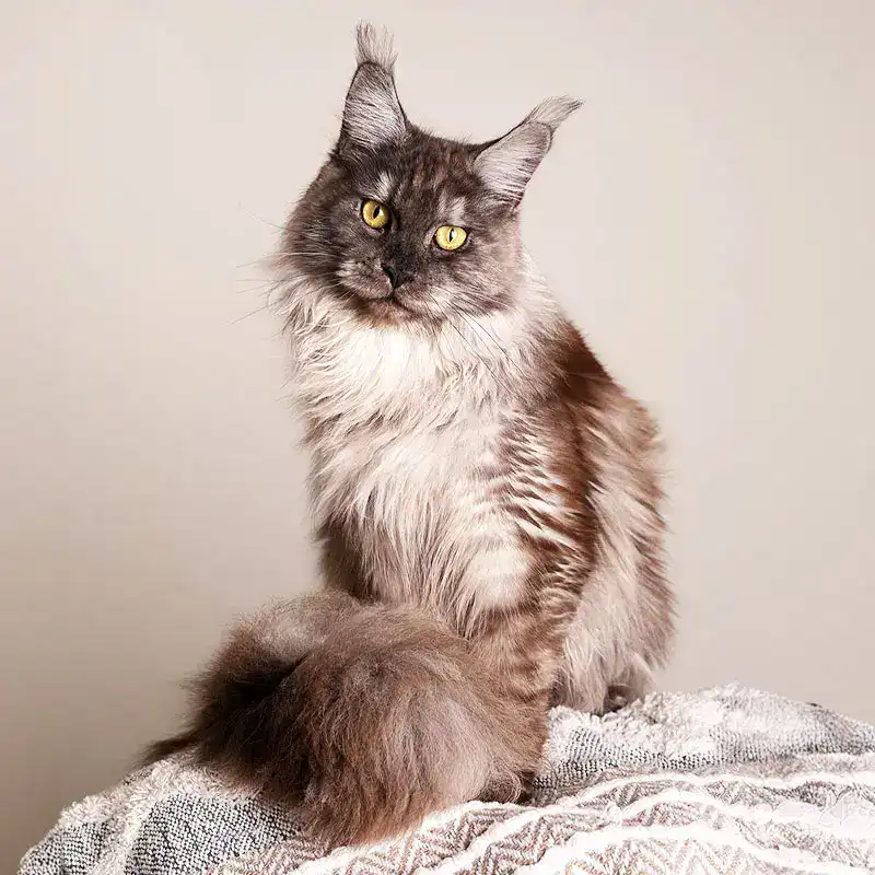 maine coon queen