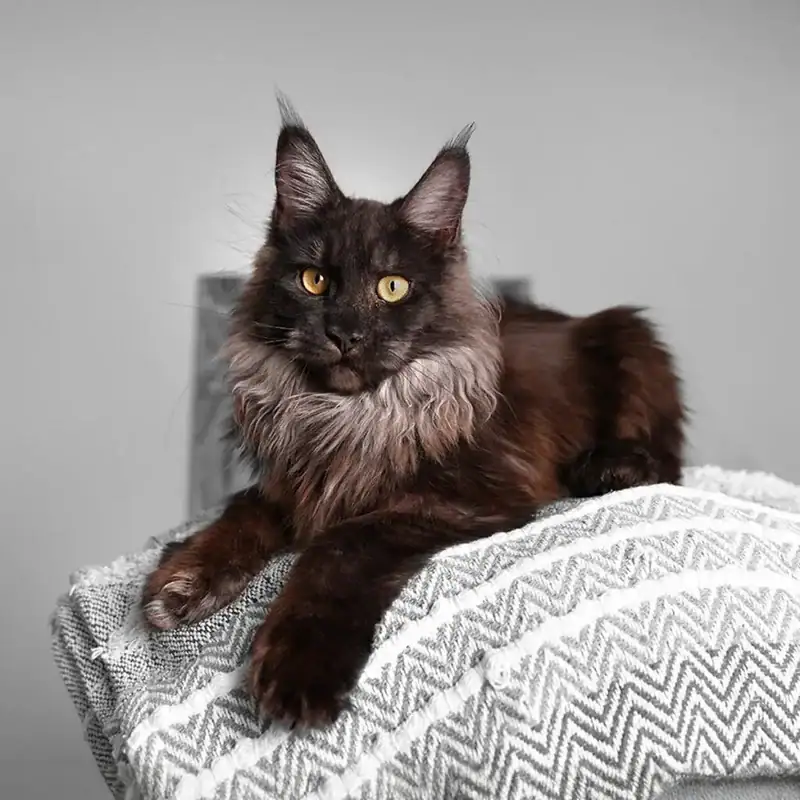 main coon