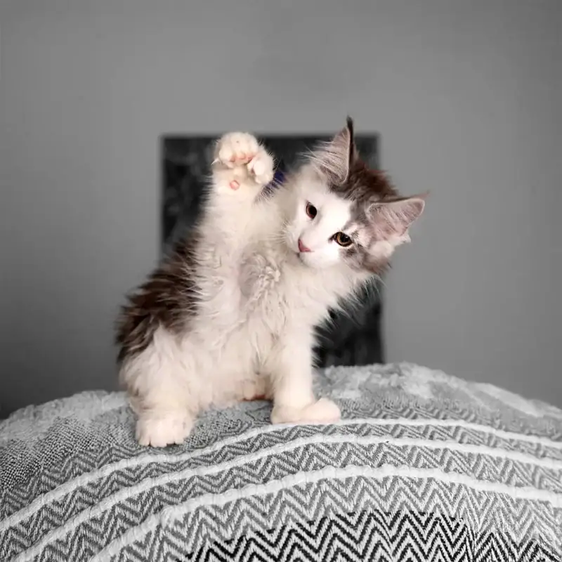 Available Kittens