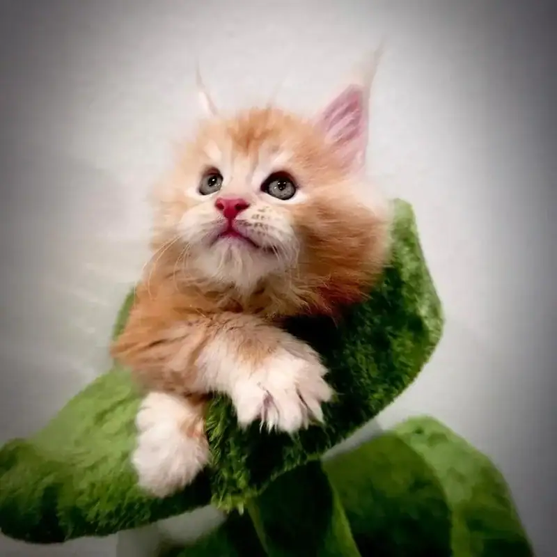 bellatrix maine coon cattery