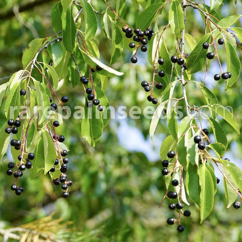 Are Bird Cherry Berries Poisonous