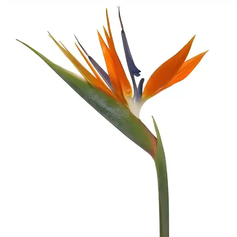 Where to Buy Bird of Paradise Flowers