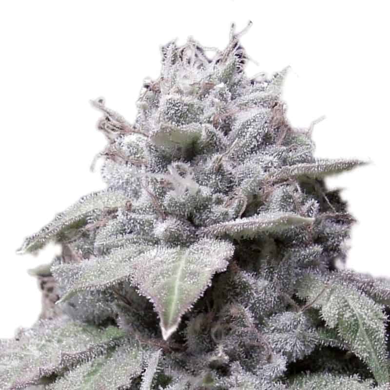 Gorilla_Cookies_ Growers Choice