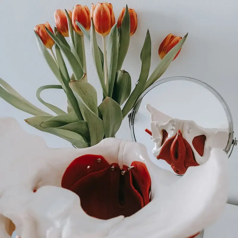 Strona główna 5 Modele miednicy otoczone tulipanami