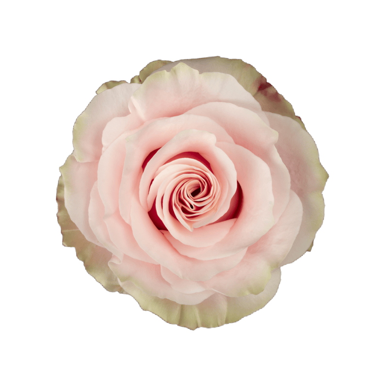 Pink Mondial