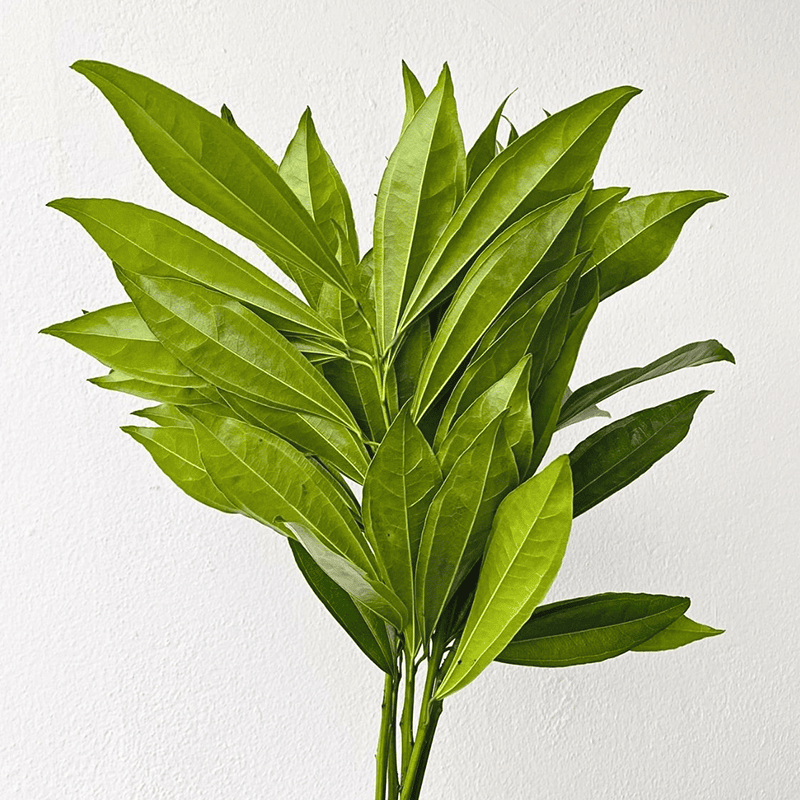 Cocculus - Image 3